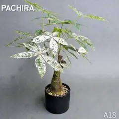 2026年最新】パキラ ミルキーウェイの人気アイテム - メルカリ