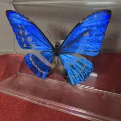 2026年最新】cypris morphoの人気アイテム - メルカリ