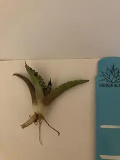 2026年最新】ジェレミー アガベの人気アイテム - メルカリ