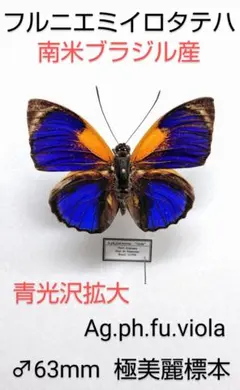 2026年最新】標本の人気アイテム - メルカリ