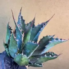 2026年最新】アガベ イラン株の人気アイテム - メルカリ