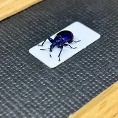 サカダチコノハナナフシ9匹セット＋ ギガンティアナナフシ一匹 標本箱