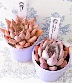 2026年最新】多肉リンゼアナの人気アイテム - メルカリ