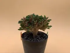 2026年最新】ギラウミニアナ 種子の人気アイテム - メルカリ