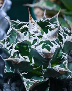 2026年最新】チタノタ白幽霊の人気アイテム - メルカリ