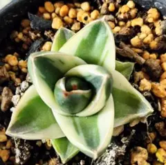 2026年最新】アガベ 王妃笹の雪 a型の人気アイテム - メルカリ