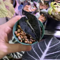 2026年最新】アロカシアバルーンハートの人気アイテム - メルカリ