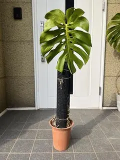 2026年最新】モンステラ根上がりの人気アイテム - メルカリ