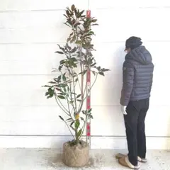 2026年最新】タイサンボク ケイパレスの人気アイテム - メルカリ