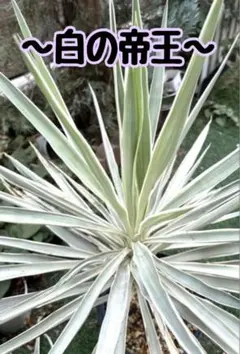 2026年最新】超希少 アガベの人気アイテム - メルカリ