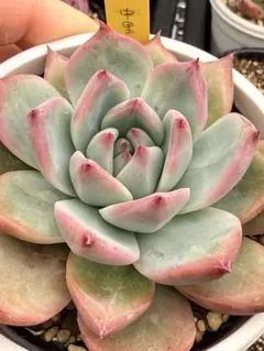 2026年最新】リンゼアナ 中里の人気アイテム - メルカリ