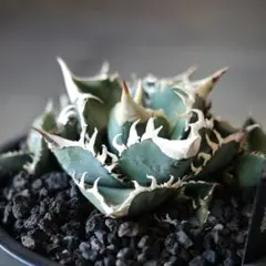 2026年最新】ivory wa アガベの人気アイテム - メルカリ