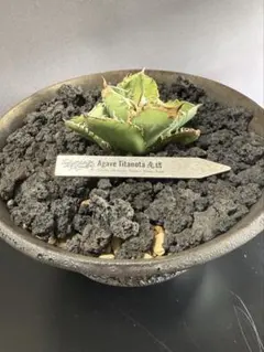 2026年最新】疣猪の人気アイテム - メルカリ