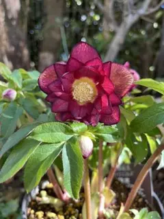 2026年最新】広瀬園芸の人気アイテム - メルカリ