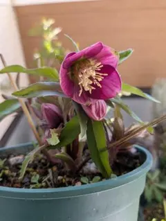 2026年最新】クリスマスローズプチドールの人気アイテム - メルカリ