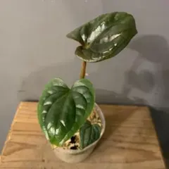 2026年最新】原種アンスリウムの人気アイテム - メルカリ