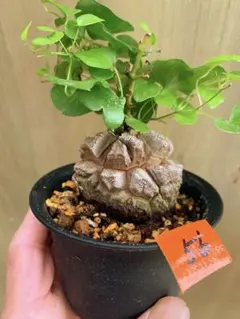 丸型良型】No.7アフリカ亀甲竜 実生 幅5cm 将来有望 - メルカリ