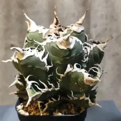 2026年最新】スーパーチタノタ カクタスグリーンの人気アイテム - メルカリ