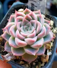 2026年最新】多肉植物 エケベリア beehouseの人気アイテム - メルカリ