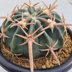 2026年最新】花王丸 サボテンの人気アイテム - メルカリ