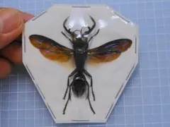 2026年最新】メガララガルーダの人気アイテム - メルカリ