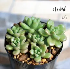 2026年最新】古都の葉の人気アイテム - メルカリ