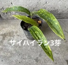 2026年最新】野生蘭の人気アイテム - メルカリ