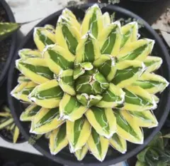 2026年最新】笹の雪 輝山の人気アイテム - メルカリ