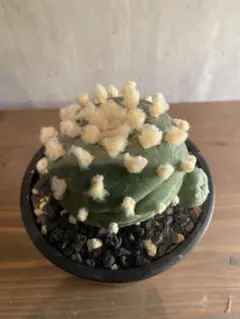 2026年最新】ロホホラの人気アイテム - メルカリ