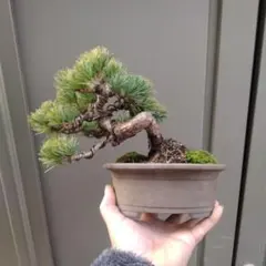 2026年最新】八房五葉松の人気アイテム - メルカリ