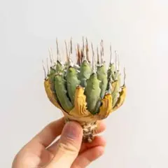 2026年最新】耐寒性アガベの人気アイテム - メルカリ