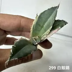 2026年最新】白鯨錦の人気アイテム - メルカリ