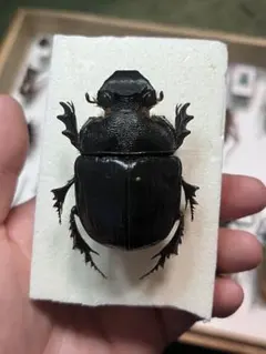 2026年最新】ダイコクコガネ 標本の人気アイテム - メルカリ