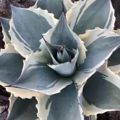 2026年最新】オバティフォリア 中斑の人気アイテム - メルカリ