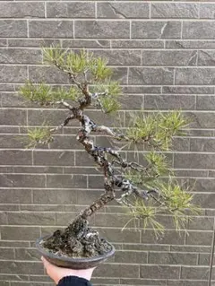 2026年最新】文人 盆栽の人気アイテム - メルカリ