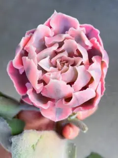 2026年最新】フローレンス錦の人気アイテム - メルカリ