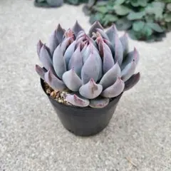 2026年最新】青鬼 多肉の人気アイテム - メルカリ