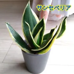 2026年最新】サンスベリアの人気アイテム - メルカリ