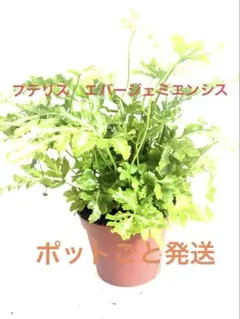 2026年最新】シダの人気アイテム - メルカリ