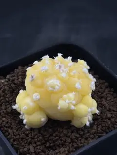 2026年最新】疣銀冠の人気アイテム - メルカリ