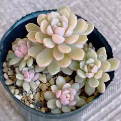 2026年最新】ぼのぼのさん苗 リンダリンダの人気アイテム - メルカリ