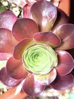 2026年最新】アエオニウム 魅金ローズの人気アイテム - メルカリ