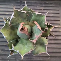 2026年最新】姫厳竜 子株の人気アイテム - メルカリ