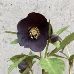 2026年最新】広瀬園芸の人気アイテム - メルカリ