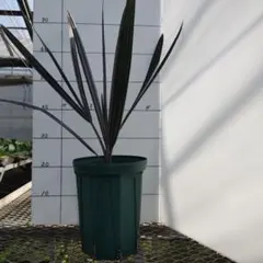 2026年最新】ビスマルキアノビリスシルバーの人気アイテム - メルカリ