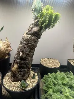 2026年最新】ユーフォルビアムランジーナの人気アイテム - メルカリ