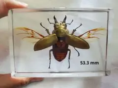2026年最新】オウゴンオニクワガタの人気アイテム - メルカリ
