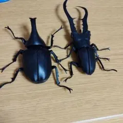 2026年最新】ノコギリクワガタ標本の人気アイテム - メルカリ