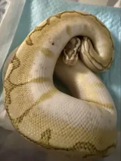 2026年最新】ボールパイソン 本の人気アイテム - メルカリ