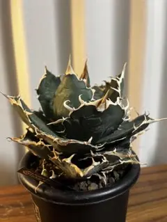 2026年最新】アガベ 白鯨 大株の人気アイテム - メルカリ